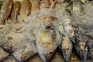 Heap of colorful fresh fish at the Singapore wet market in China