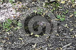 heap of cow dung on the ground in the forest.