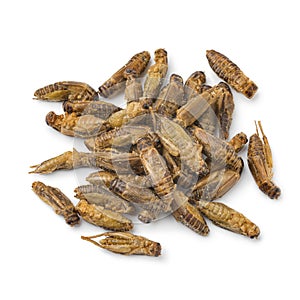 Heap of crispy small crickets photo