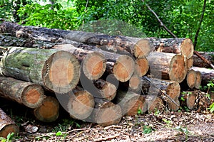 Heap with cut trees in the forest