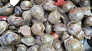 heap of dark colored archidendron pauciflorum vegetable seeds.