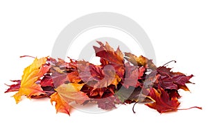 Heap of different colorful Maple leaves isolated on white background. Selective focus
