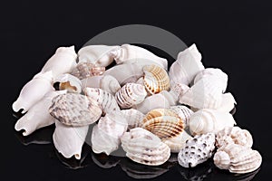 Heap of different kind of small sea shells isolated on black background