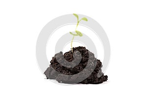 Heap dirt with a green plant sprout