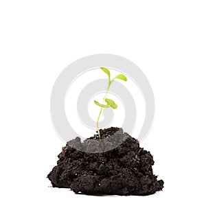 Heap dirt with a green plant sprout