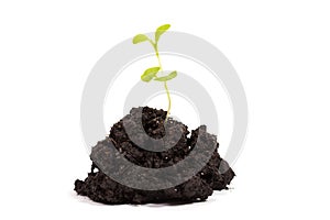 Heap dirt with a green plant sprout