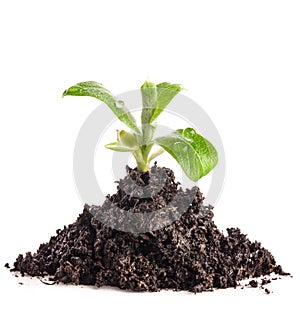 Heap dirt with green plant sprout