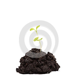 Heap dirt with a green plant sprout