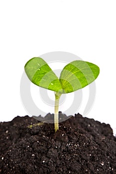 Heap dirt with a green plant sprout isolated