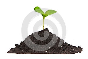 Heap dirt with a green plant sprout isolated