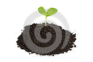 Heap dirt with a green plant sprout isolated