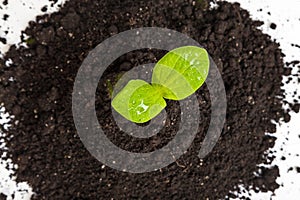 Heap dirt with a green plant sprout isolated