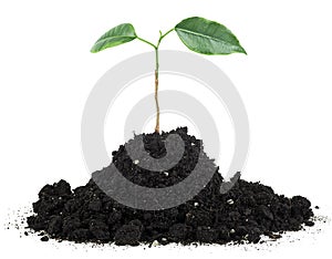 Heap dirt with green plant sprout isolated on white background. Small green sprout grow from seed