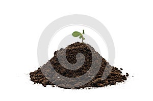 Heap dirt with a green sprout