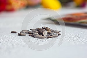 A heap of dried black watermelon seeds close-up on a white table background. planting season. close up top view copy space