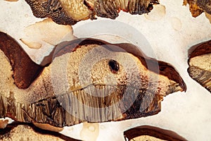 Heap of dried edible mushrooms on paper.