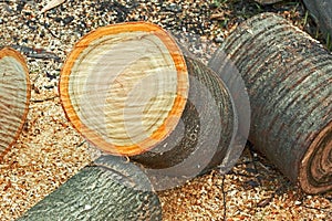 Heap of dried firewood cutting logs