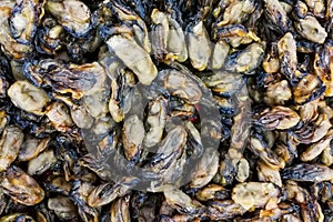 Heap of dried preserved oysters, popular Chinese food ingredient