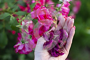 A heap of dried rose petals in the womans hand and fresh roses at background. Photo with selective focus