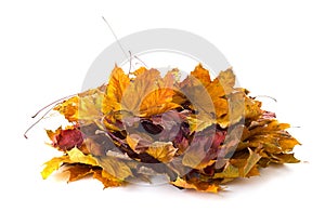 Heap of dry colorful Maple leaves isolated on white background