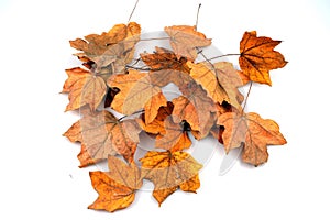 Heap of dry leaves. isolated on white background