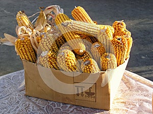 Heap of dry yellow corn maize ears in a box close up
