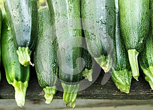 Heap of early dark green vegetable marrows Zucchini