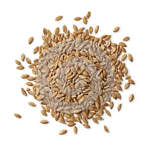 Heap of Einkorn wheat seeds photo