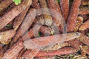Heap of the empty corn cobs after kernels removing