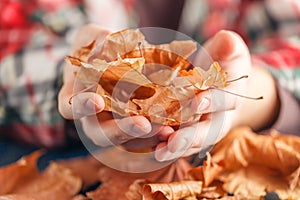 Heap of fall leaf on blue table in hands photo