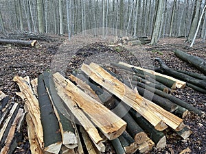 Heap of felled tree trunks and branches