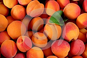 Heap of fresh apricots with one green leaf, closeup detail photo from above
