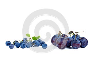 Heap of fresh blackthorn berries and ripe plums with leaves isolated on white