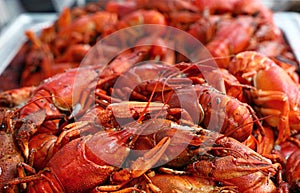 Heap of fresh cooked red crawfish close up