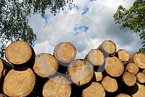 Heap of fresh cut wood trunk in forest