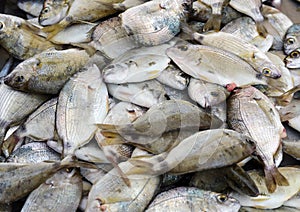 Heap of fresh gilt-head sea bream (Sparus aurata) for sale at the fish market, full frame