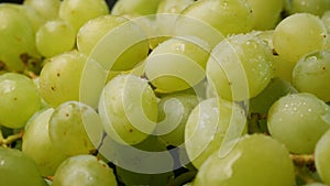 Heap of fresh green grapes