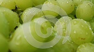 Heap of fresh green grapes