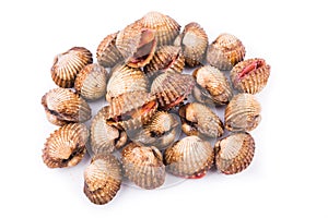 Heap of fresh and living cockles with white background