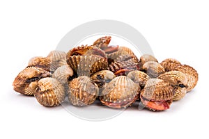 Heap of fresh and living cockles with white background