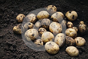 Heap of fresh potato on the ground. Organic farming products