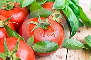 Heap of fresh ripe organic tomatoes with water drops scattered on wood kitchen table, green basil, natural light, healthy diet