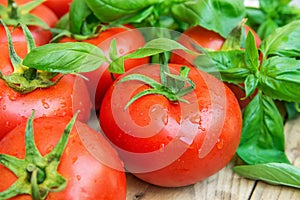 Heap of Fresh Ripe Organic Wet Tomatoes Scattered on Wood Kitchen Garden Table Green Basil Healthy Diet Mediterranean Style