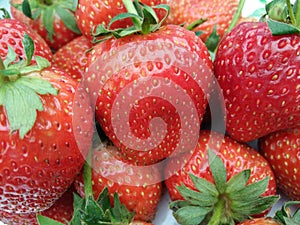 Heap of fresh ripe strawberry fruit with green sepal