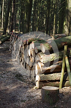 Heap of fresh trunks