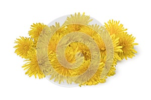 Heap of fresh yellow dandelion flowers