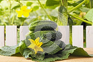 Heap freshly natural cucumbers on wooden table in outdoor against the background of wooden fence and cucumber leaves. Organic vege