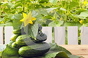 Heap freshly natural cucumbers with yellow flowers on wooden table in garden. Organic vegetables for vegetarian food. Copy space