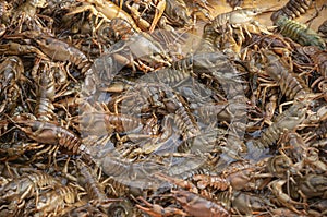 Heap of freshwater crayfishes as a background