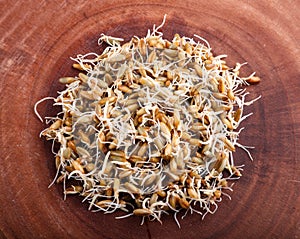 Heap of germinated rye on brown wooden background, top view